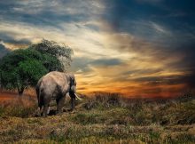 Tanzania, el mejor lugar para hacer safaris
