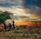 Tanzania, el mejor lugar para hacer safaris