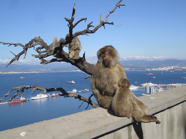 gibraltar-117572_640